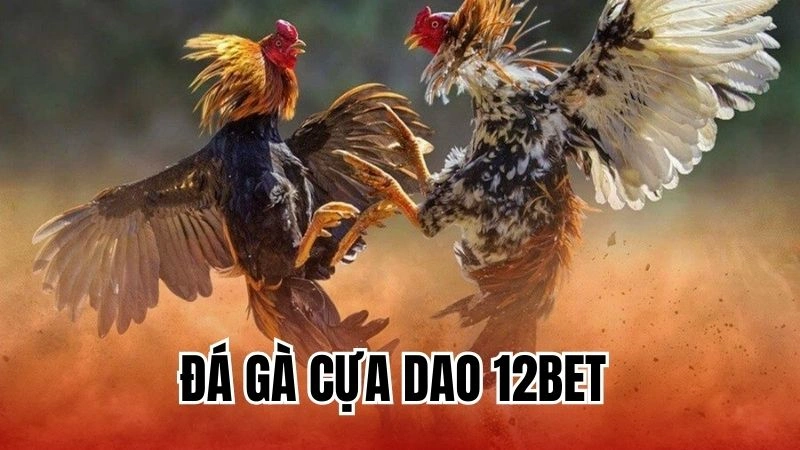 Đá gà cựa dao 12Bet - Kinh nghiệm chơi đá gà cho kê thủ