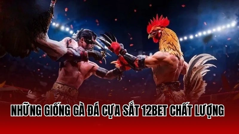 Những giống gà đá cựa sắt 12Bet chất lượng