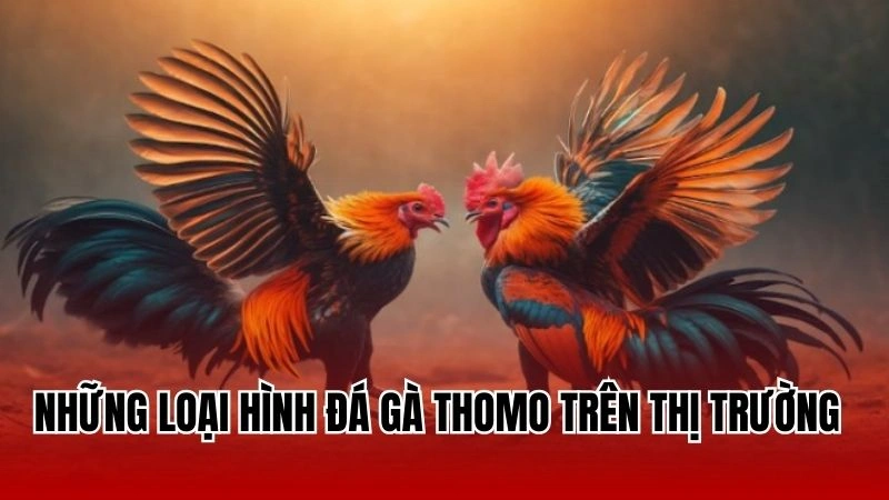 Những loại hình đá gà thomo trên thị trường