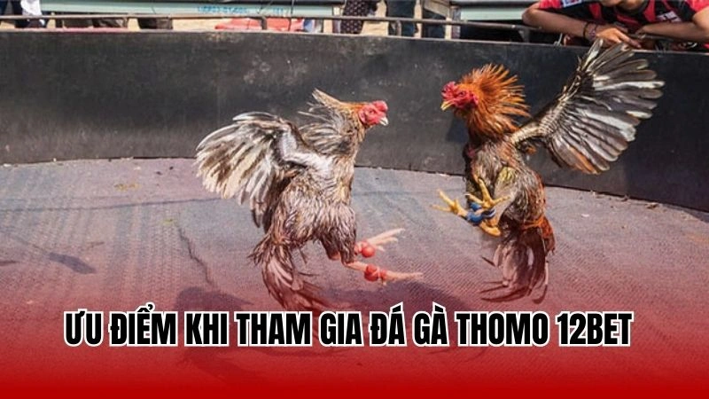 Ưu điểm khi tham gia đá gà thomo 12Bet