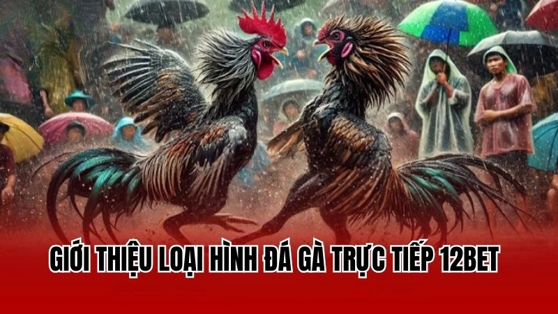 Giới thiệu loại hình đá gà trực tiếp 12Bet