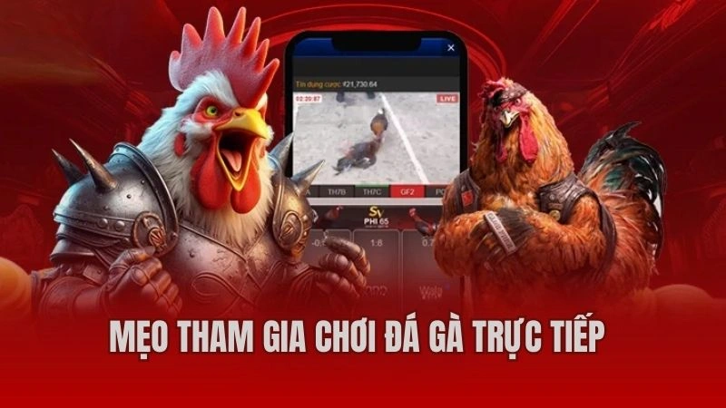 Mẹo tham gia chơi đá gà trực tiếp