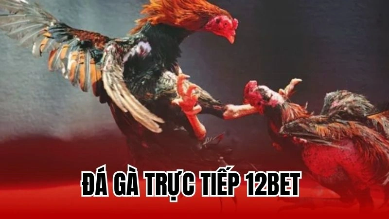 Đá gà trực tiếp 12Bet - Mẹo chơi đá gà dành cho người mới