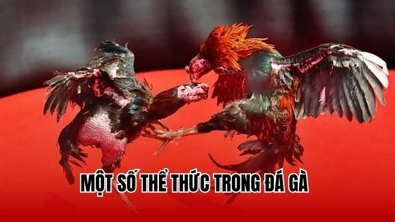 Một số thể thức trong đá gà