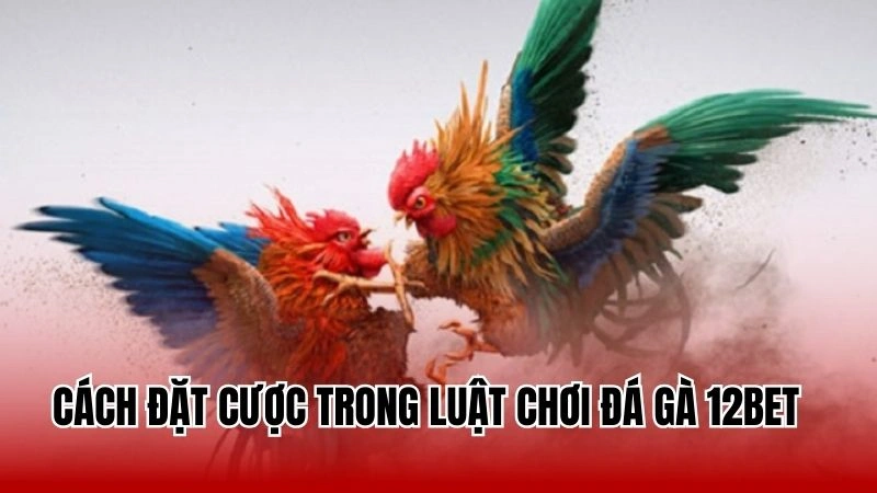 Cách đặt cược trong luật chơi đá gà 12Bet 